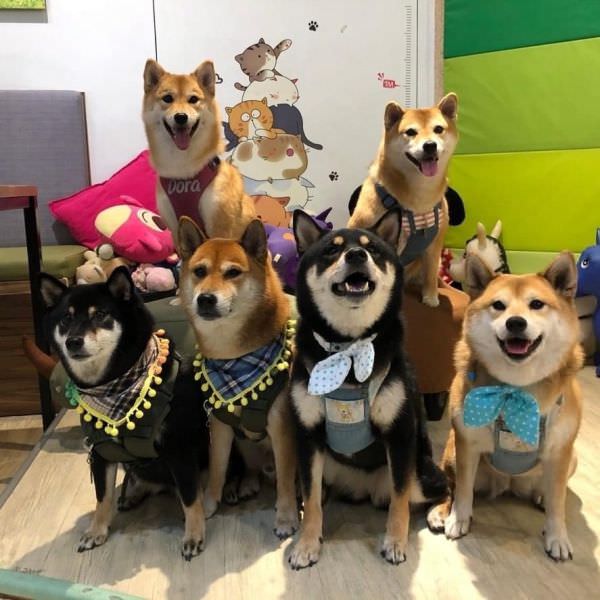 森林小徑精誠店对宠物超友善