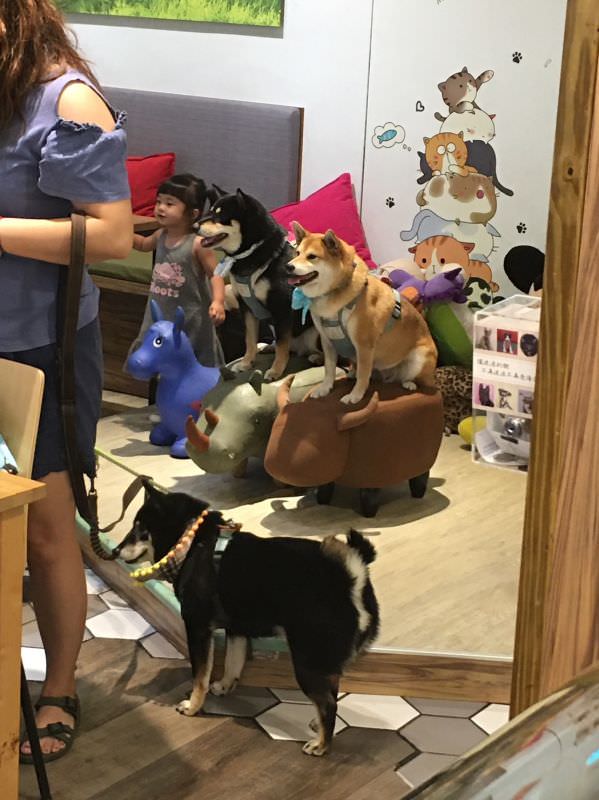 森林小徑精誠店对宠物超友善