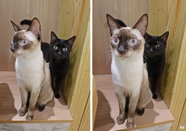 森林小徑精誠店对宠物超友善